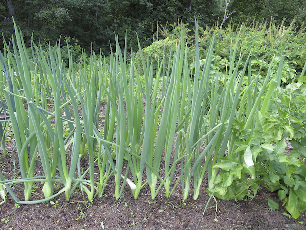 salladslök